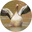 Jane Brooks profile picture